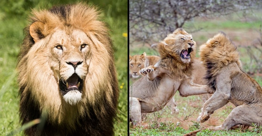 ladbible's tweet photo. Poacher who was eaten by lions he was hunting has been identified after his family were shown his severed head. https://t.co/CgmhxYy3Rq https://t.co/bflnG46CgD
