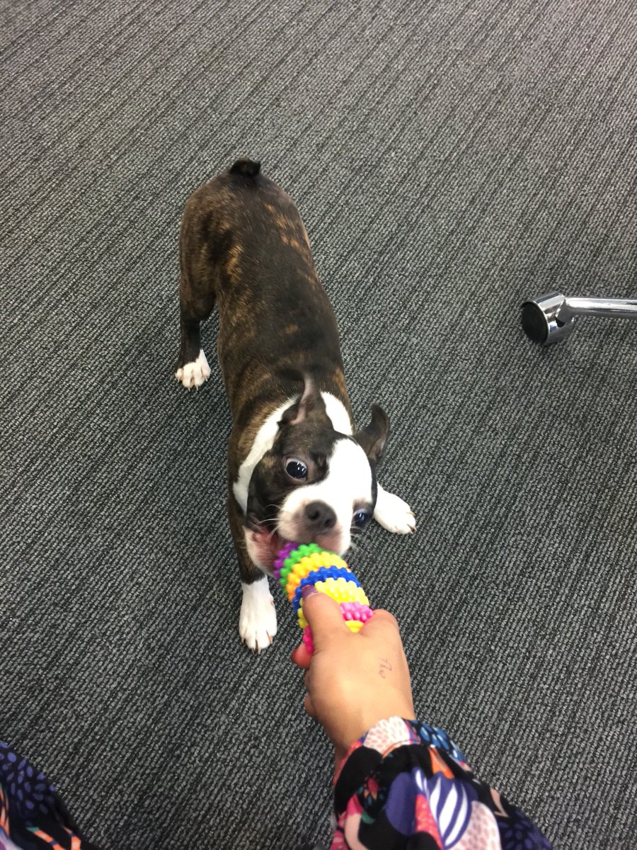 The secret to a happy office? Office dog ❤️  Just chilling with this cute Boston Terrier pup in @InstantorAB Croatia office.