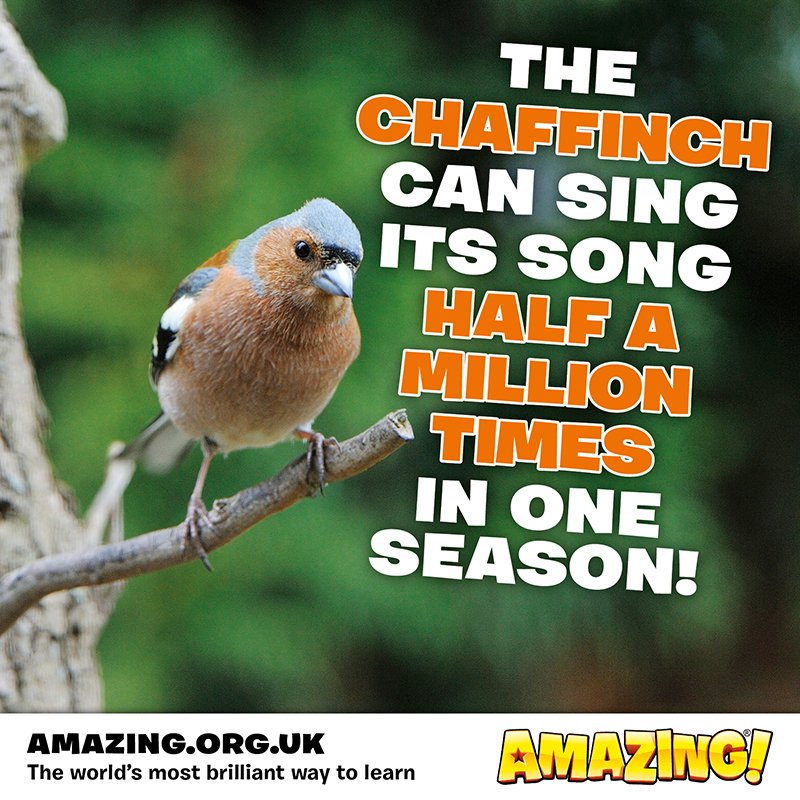AmazingKidsMag's tweet photo. We all know that one person who sings the same song over and over again! #learning #primaryschool #birds #birdwatching #ornithology #animals #birdsong #chaffinch #funfacts https://t.co/Z56USARk9M
