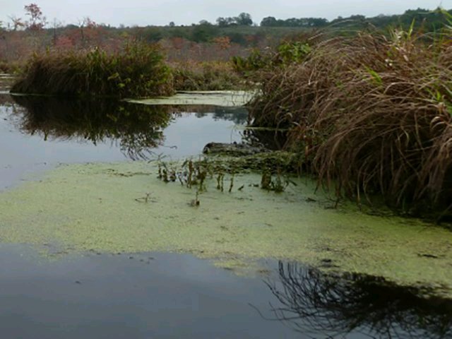 Ticonderoga to host New York State sponsored algal bloom summit  bit.ly/2EtvRlC