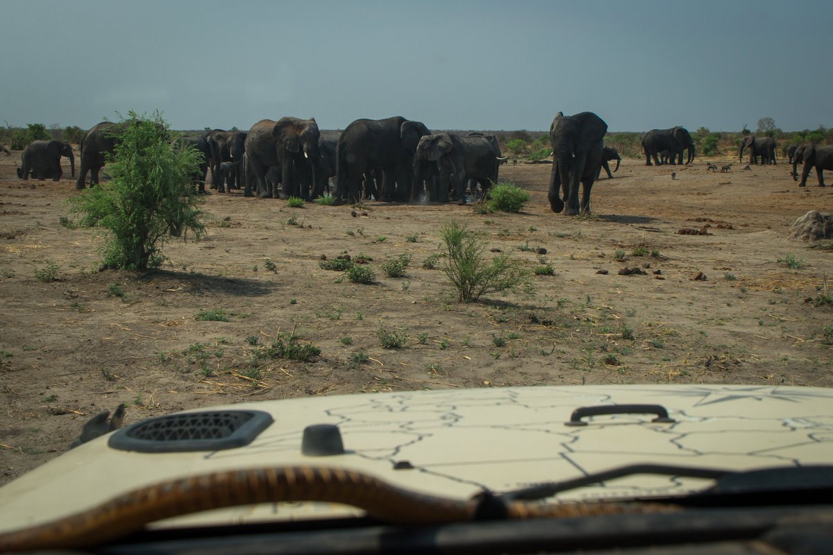TheRoadChoseMe's tweet image. Traffic is a serious problem out here!
#JeepAdventure #Elephant #AfricaProblems
@JPFreek  #JeepMafia @Jeep_Life