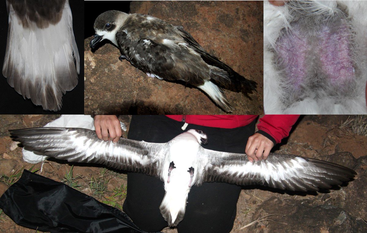 Great news! Two nights ago, we captured a black-faced type of Pterodroma hasitata (435g) in a mistnet in Santo Antão. We are not sure if it was a breeder, which would be 1st record for E Atlantic. Check its typical tail and underwing pattern #CapeVerdeSeabirdProject #seabirds