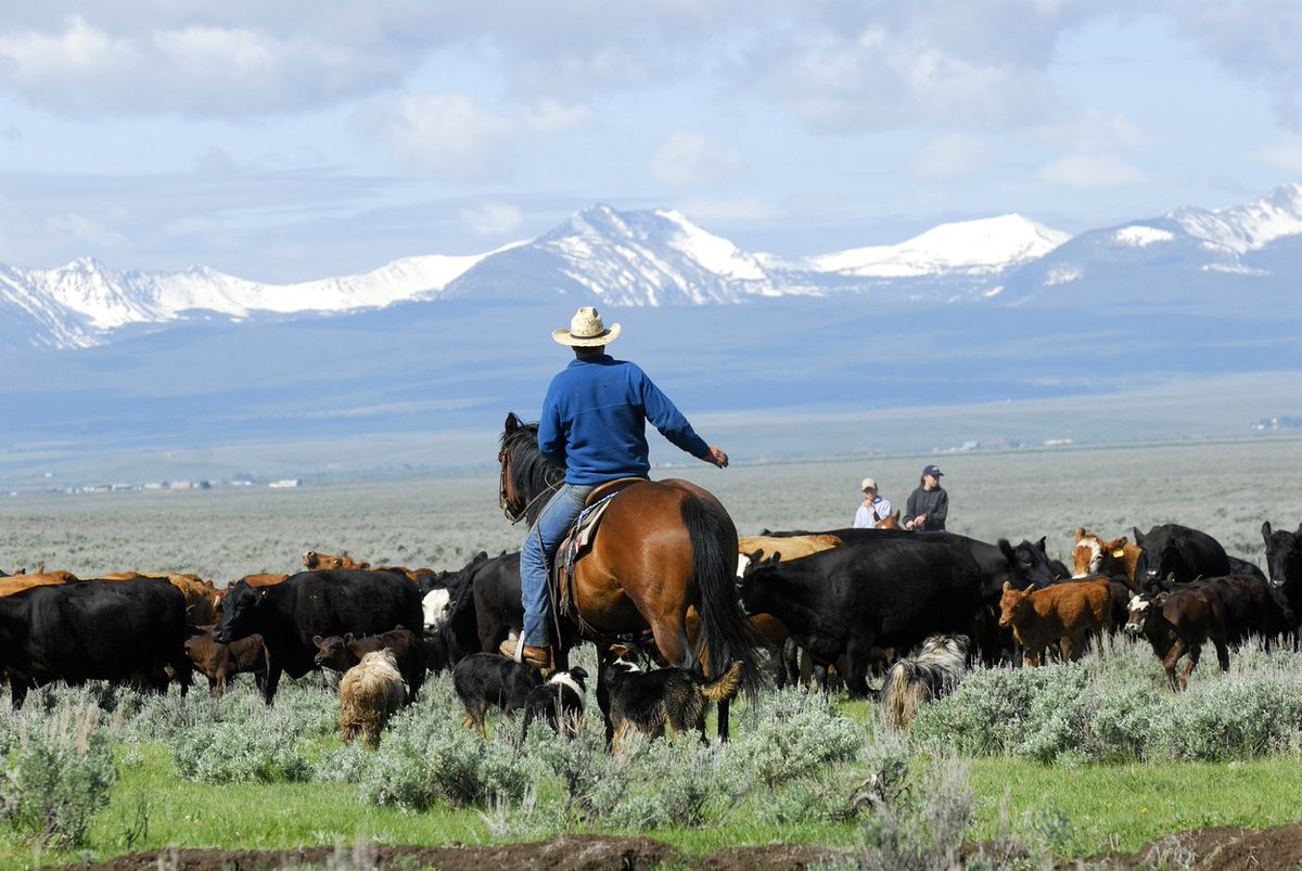 destress_tech's tweet photo. Top beef nutritionists tout benefits of #DeStress https://t.co/V3HJ8TQobv #westcdnag #cdnbeef https://t.co/w6SYA3SGBy