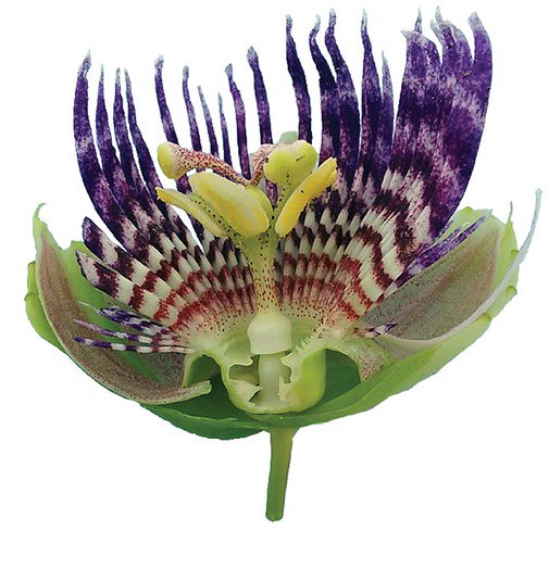 PhytoKeys's tweet photo. From "Description des plantes d'Amérique" by Plumier (1693) &amp; "Species Plantarum" by #Linnaeus (1753) to date, #Passiflora laurifolia is still stirring discussions.

A new lectotype proposed in research just published with us: ttps://doi.org/10.3897/phytokeys.95.22324 #Botany https://t.co/hq3f1RoHnq