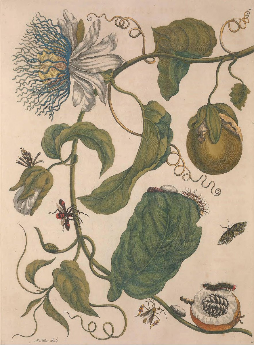 PhytoKeys's tweet photo. From "Description des plantes d'Amérique" by Plumier (1693) &amp; "Species Plantarum" by #Linnaeus (1753) to date, #Passiflora laurifolia is still stirring discussions.

A new lectotype proposed in research just published with us: ttps://doi.org/10.3897/phytokeys.95.22324 #Botany https://t.co/hq3f1RoHnq