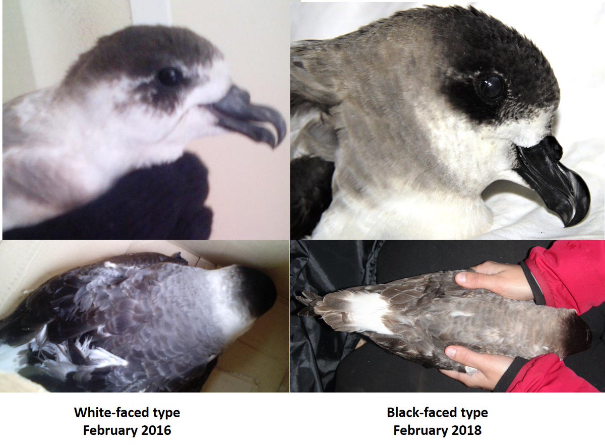 Black-capped petrel (Pterodroma hasitata) breeds only in the Caribe, but two individuals were captured during its breeding period in Santo Antão. Amazing! Check the differences between the white-faced and black-faced types captured in 2016 and 2018 #CapeVerdeSeabirdProject