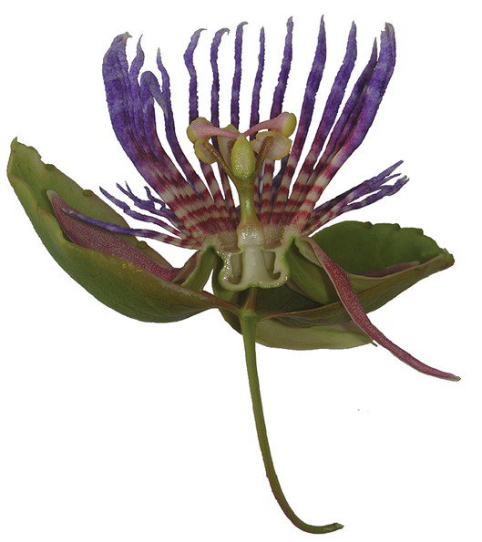 PhytoKeys's tweet photo. From "Description des plantes d'Amérique" by Plumier (1693) &amp; "Species Plantarum" by #Linnaeus (1753) to date, #Passiflora laurifolia is still stirring discussions.

A new lectotype proposed in research just published with us: ttps://doi.org/10.3897/phytokeys.95.22324 #Botany https://t.co/hq3f1RoHnq