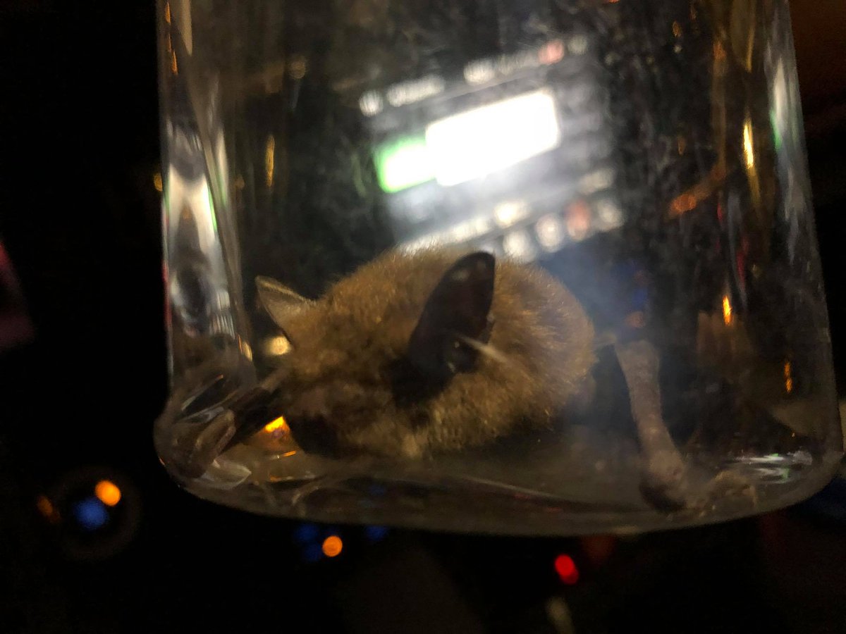 We did a late night #bat call in #Guelph a few days ago. In summer months we release bats outside but in the winter we hand them over to our friends at <a href="/hobbitsteeWR/">Hobbitstee WR</a>. They care for the bats during the winter months and release them in the spring. 

ontariowildliferemoval.ca/services/bat-r…