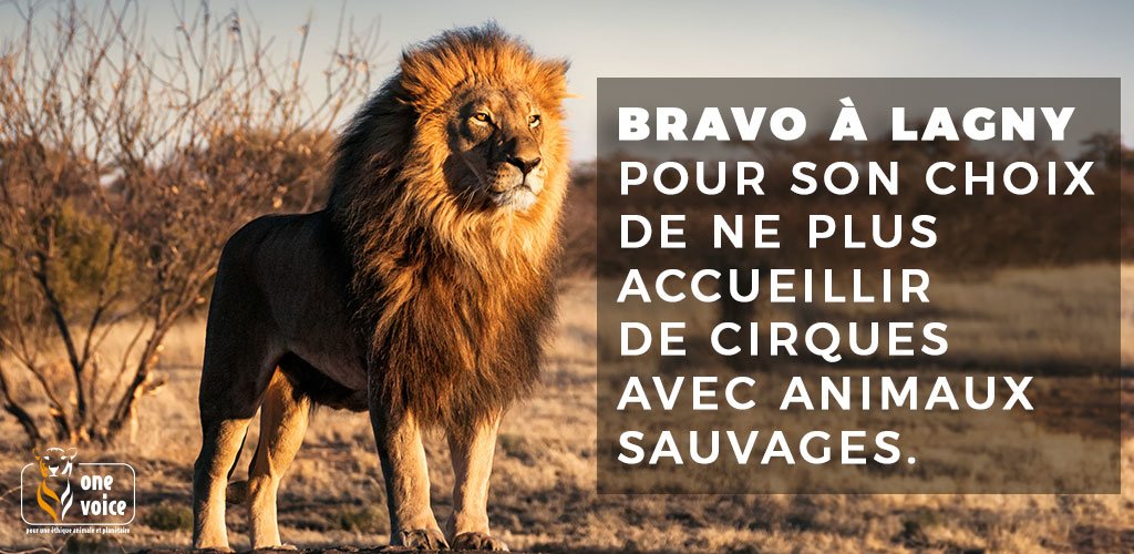 onevoiceanimal's tweet photo. Bravo et merci à Monsieur le Maire de @VilledeLagny @jpm_lagny et au conseil municipal quant à leur décision de ne plus recevoir des cirques avec animaux sauvages. #CirquesSansAnimaux https://t.co/BhinTbXpPp
