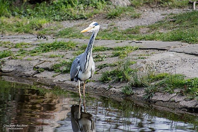 GBacchioni's tweet photo. Grey Heron looking for lunch. #greyheron #heron #canal #14Locks #birds #nature #birdextremefeatures #nature_sultans #naturephotography #photography #canon #countryside #water #WalesOnLine #discovercymru #thewalescollective #photosofbritain #ukpotd #sceni… https://t.co/egkAxYsXjW https://t.co/FE4jS1ap2h