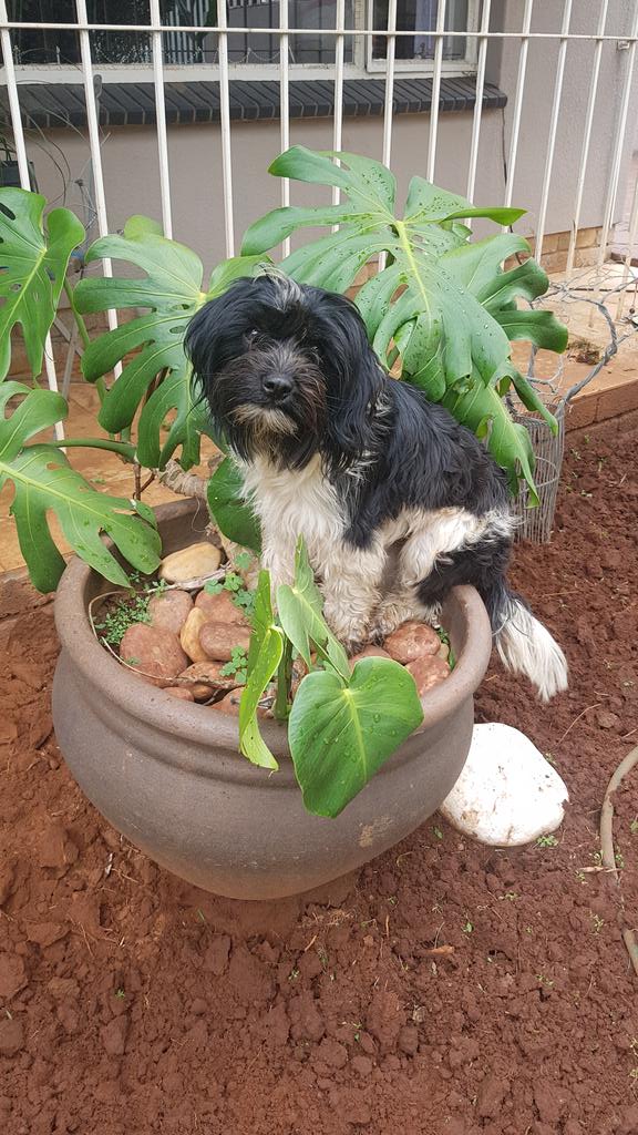 ViXi01's tweet photo. Look at this silly dog... https://t.co/sBBT92K4jJ