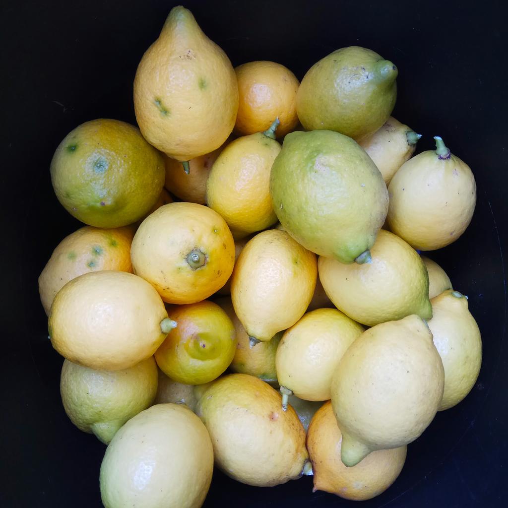 Limones Asturianos de invierno, un aroma fuera de lo normal para nuestra Ginebra.. #conpieldemanzanaycítricos100x100asturianos