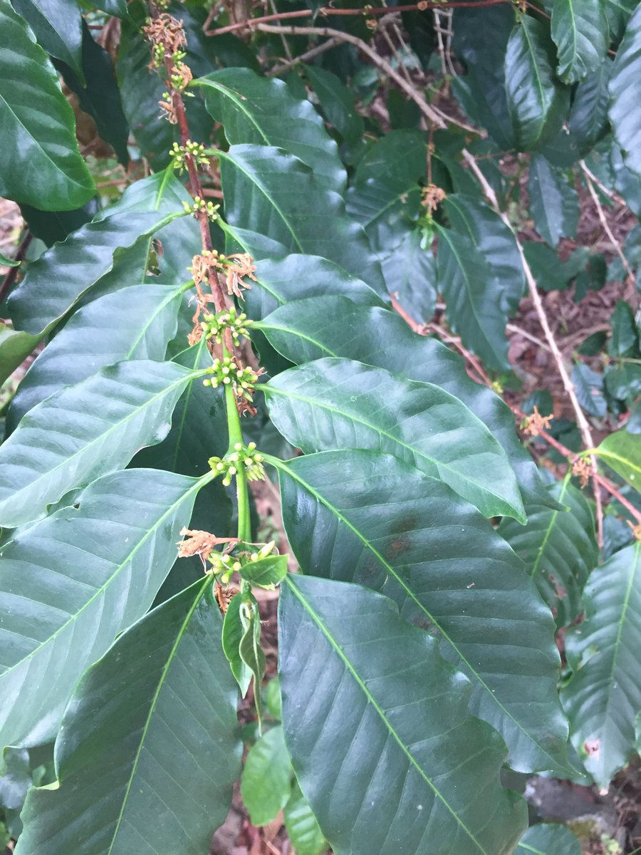 timmerriman's tweet photo. Very young Kina coffee cherry! https://t.co/4JDqAvGVq9