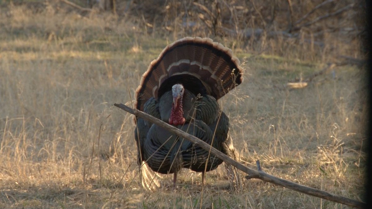 eddieturkeyman's tweet photo. Strutter! https://t.co/ak2UaViS10