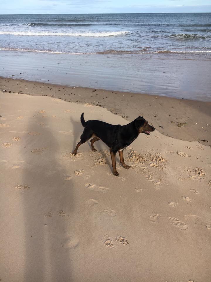 <a href="/HWicket/">Lord Wicket 🐾🏴󠁧󠁢󠁳󠁣󠁴󠁿 feat. Lady Bogle 🐾🥰</a> <a href="/Freddie_bt/">Freddie_BT</a> <a href="/MrSebBT/">Sir Boots BT - bro to Sir Seb🌈💕</a> <a href="/CJweeborder/">Lenny&Aston (bros to CJ🌈)</a> <a href="/LimeOscar/">Lord Oscar & Devon BTs</a> <a href="/Jed_dog/">Maj, Jorj and Charlie</a> <a href="/diamondbertie/">Christine Ramos Roberts 🇺🇦🇨🇦</a> <a href="/lilliandarchie/">kirsty markes 💔RIPRuby 🌈Archie lilli holly🙏 MBE</a> <a href="/derranstokes/">Derran Stokes</a> <a href="/dfpwriter/">David Pipe Author 🇺🇦</a> <a href="/Barneydog14/">Macaroon</a> @MissHannahBT <a href="/mk_inwa/">Tillys' mom</a> <a href="/lyndaward5/">Dame Aunty Lynda Ward. BTP CBE.</a> <a href="/littledonna7/">BT Monty🌈 OTRB</a> <a href="/ThomasATerrier/">Lord Fergus the Fearless</a> @BettyBorderT @Alfie11Cr Dull ‘ere, Wicket. We out lookin’ for our lost pal, Sascha. She never run away. But she just disappeared. We is all distraught . Lainshaw Woods Stewarton Ayrshire 😔