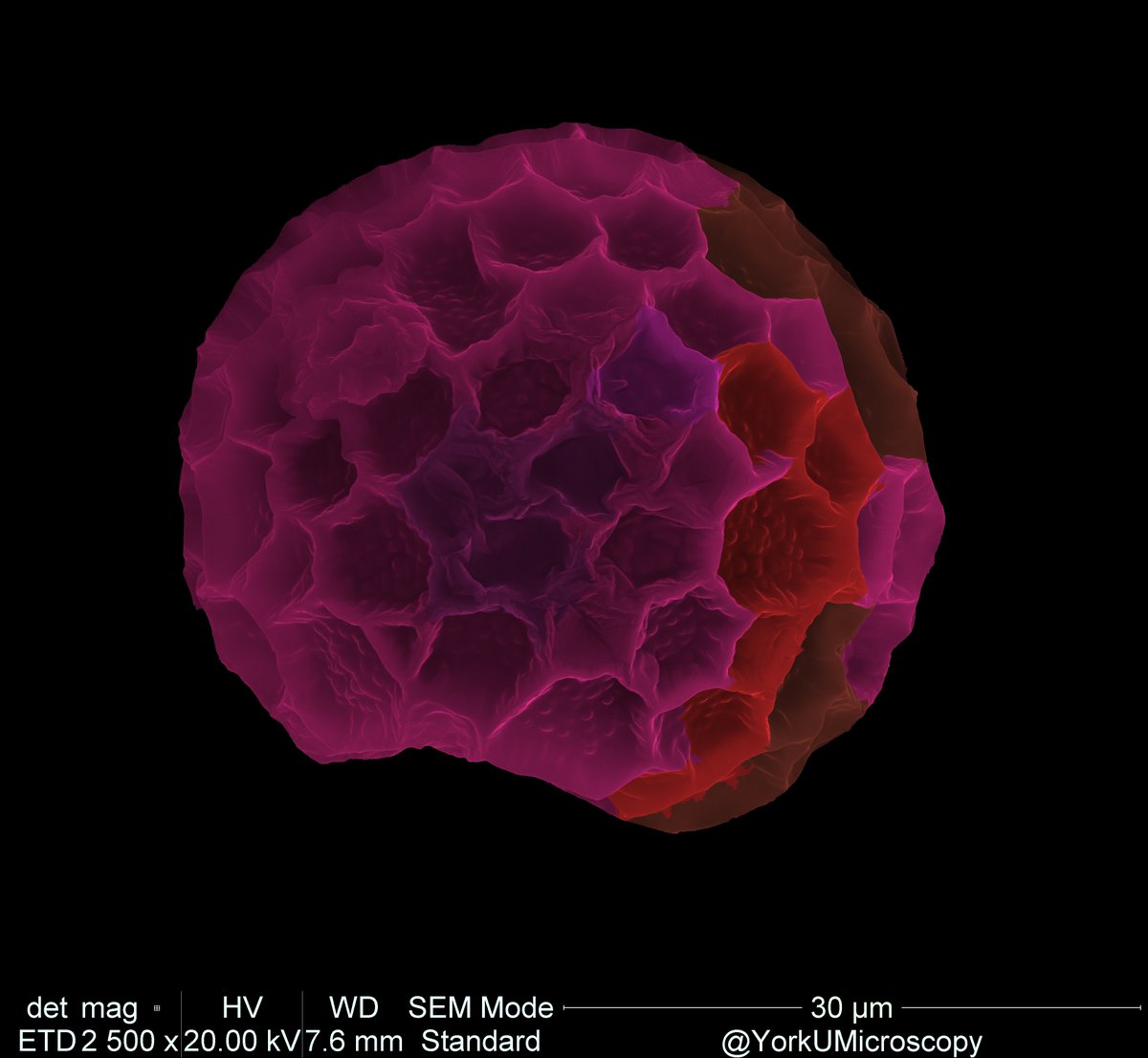 YorkUMicroscopy's tweet photo. #pollen #electronmicroscopy #microscopyart #digitalsurf #mountainsmap https://t.co/st1vcOHzQo