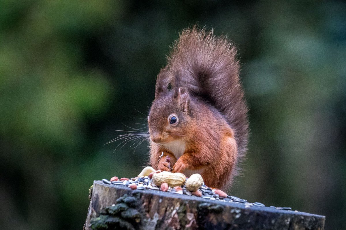 RT @andrewswalks: Red squirrel at breakfast this morning @wildlife_uk