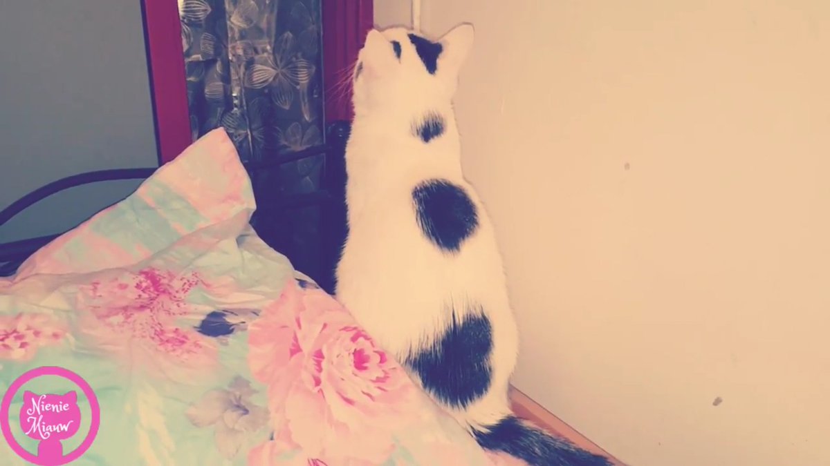 youtu.be/N97VGOPZhBs
MY CAT SEEING A GHOST! 💖👻
#smallyoutubercommunity #smallyoutubers #SmallYouTubeArmy #SmallYouTuberArmy #cat #cats