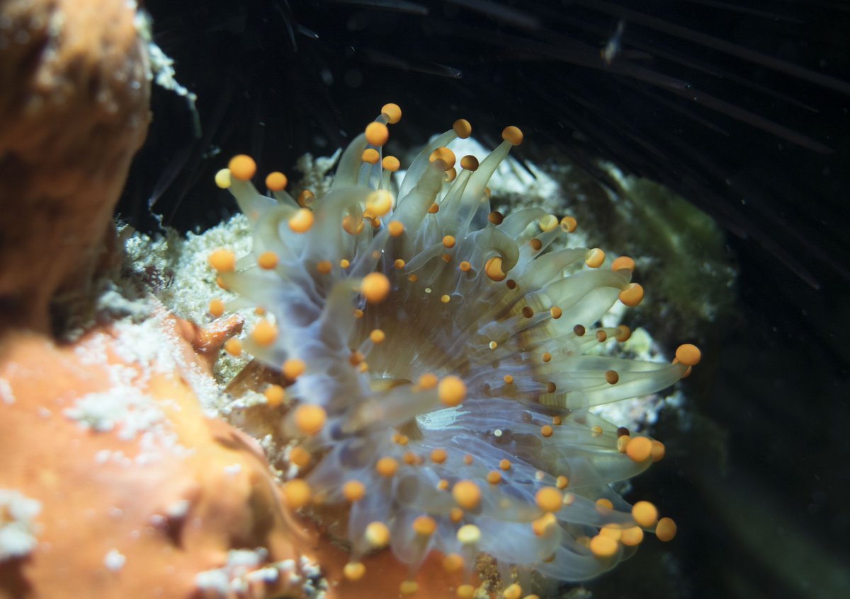 TravelwithTam's tweet photo. Do you love the Little #Creatures in the Sea? find them in #Amazing #Cozumel! https://t.co/4qkWeDADZe #scuba #diving #underwaterphotography #fish #fishface #fishfaces #critters https://t.co/qnN4HzC6P0