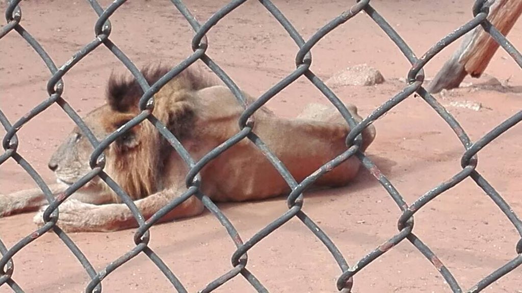 oliverandresfz's tweet photo. Así están los animales en el zoológico del estado Zulia, raquíticos , si no se atienden morirán de hambre ... fotos vía @LDanieri https://t.co/YaCHDW3IdS