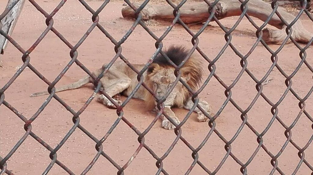 oliverandresfz's tweet photo. Así están los animales en el zoológico del estado Zulia, raquíticos , si no se atienden morirán de hambre ... fotos vía @LDanieri https://t.co/YaCHDW3IdS