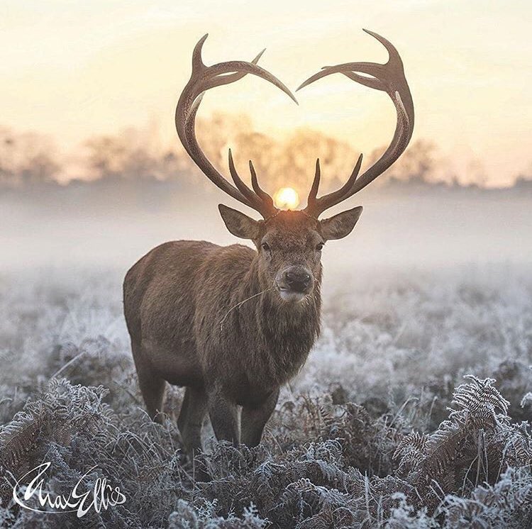 thedevonnetwork's tweet image. Who’s lucky enough to see one of these on the moors? 🦌

#deer #devonlife #visitdevon #devonlive #lovedevon #DevonHour #Devon