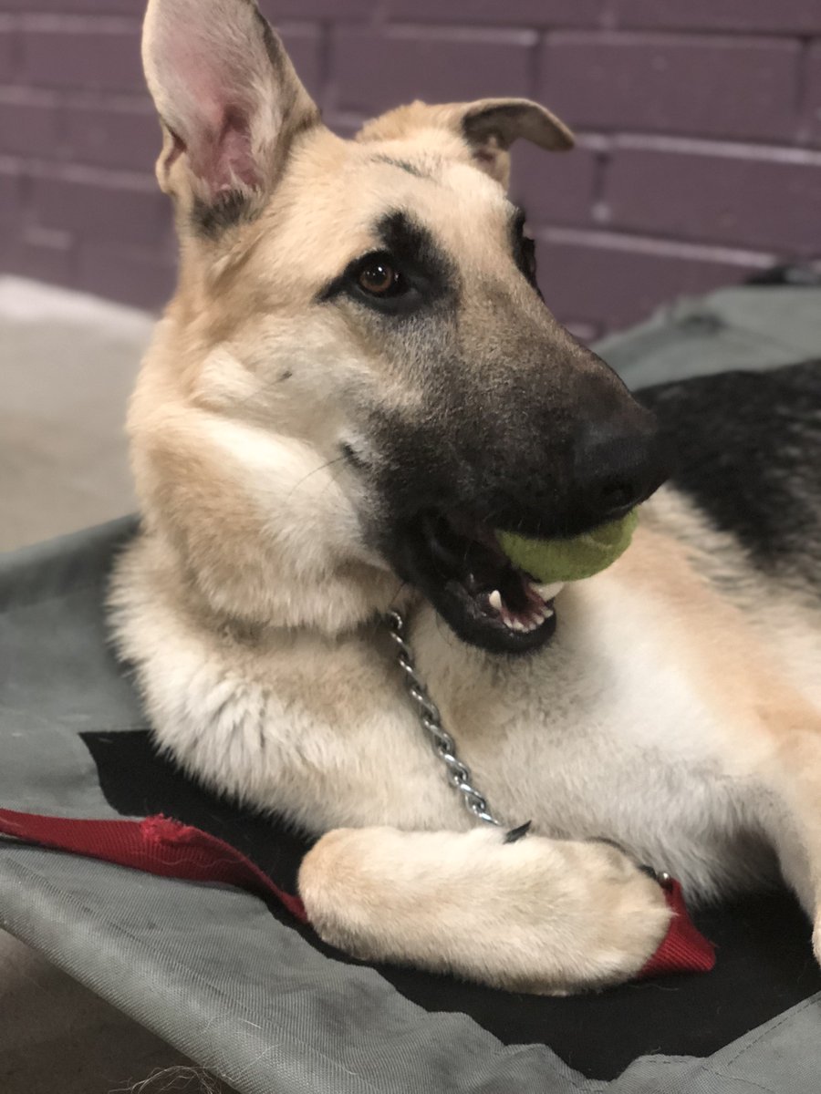 MasterDog22's tweet photo. 💞🐶🐾FAMILY DOG TRAINING🐾☺️😍🐕 Course at Master Dog Training. 818-290-9411.

https://t.co/exiSNOoLTD
#masterdogtraining #dogtraining #obediencetraining #puppytraining #mastertrainer #obediencedogtraining #familydog #royaldogacademy #maximbasyro https://t.co/wasfncuNnQ