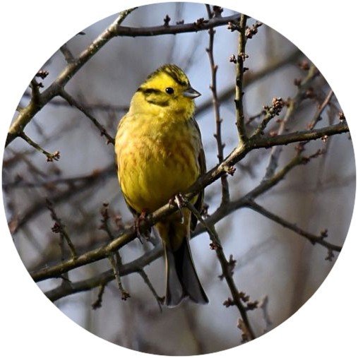 eda68200's tweet photo. Que sont nos oiseaux devenus ? https://t.co/LOeERw1cJ4 https://t.co/eEl9i9payy