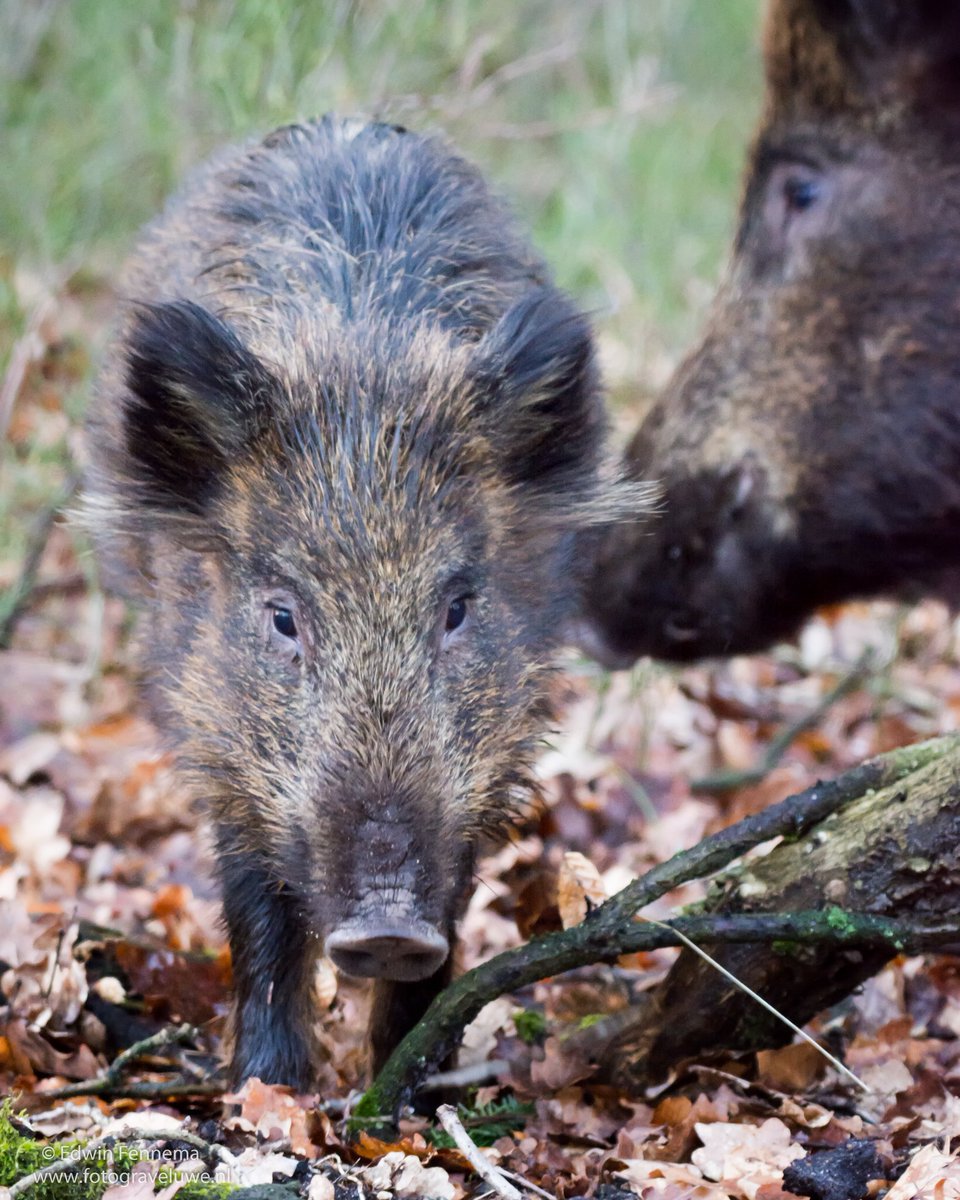 Fotograveluwe.nl (@fotograveluwenl) on Twitter photo #wildzwijn (zeug) met overloper in de #kroondomeinen. <a href="/volgzwijn/">Volg Zwijn</a> <a href="/Bpmfotografie/">BPMfotografie Breda</a> @mjphotonl <a href="/NatuurKiek/">Ronald O</a> <a href="/OnzeVeluwe/">Onze Veluwe</a> #wildzwijn (zeug) met overloper in de #kroondomeinen. <a href="/volgzwijn/">Volg Zwijn</a> <a href="/Bpmfotografie/">BPMfotografie Breda</a> @mjphotonl <a href="/NatuurKiek/">Ronald O</a> <a href="/OnzeVeluwe/">Onze Veluwe</a>