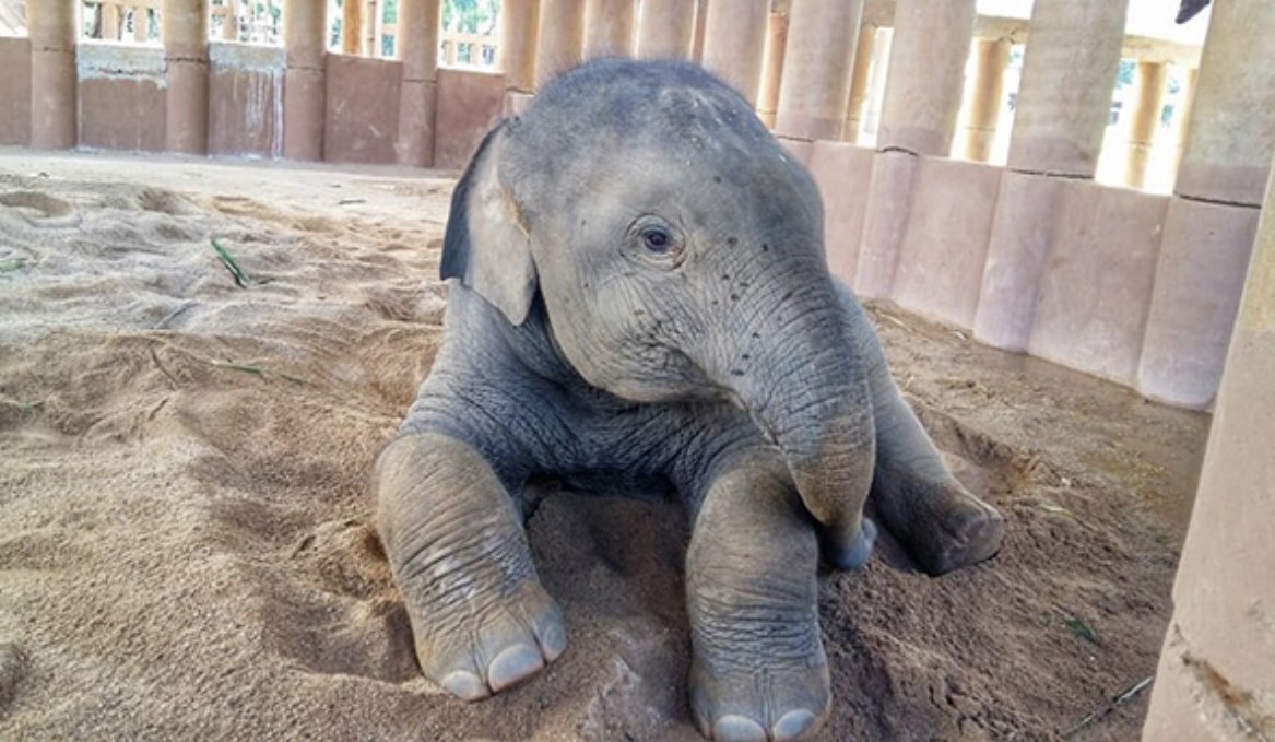 EmergElephants's tweet photo. https://t.co/Iso3wuWspG