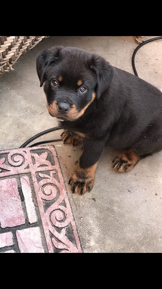 BillyHerring777's tweet image. My new love