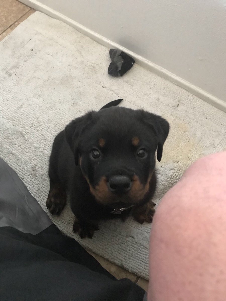 BillyHerring777's tweet image. My new love