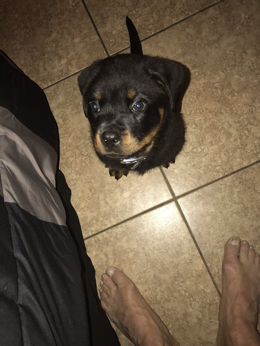 BillyHerring777's tweet image. My new love