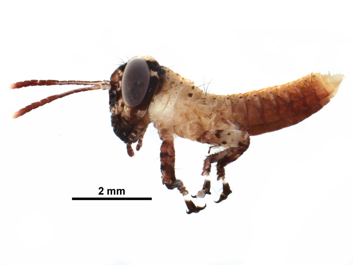 CBGCollections's tweet photo. Are you an undergrad student looking for a summer job? We are still accepting applications for summer positions in insect sorting, photography or field work! Read more here: https://t.co/QjgLMHlbaQ #summerjob #uog #undergrad #entomology #insect https://t.co/3fwCGR7OWR