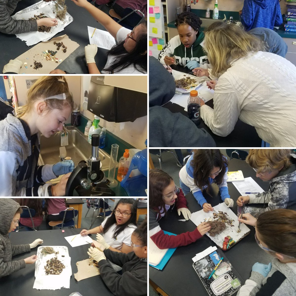 Today we are dissecting Albatross Bolus! Sadly we are finding more plastic than beaks, it's  an awesome lesson for our future. #teambms <a href="/frosty364/">frosty364@gmail.com</a> #ngss