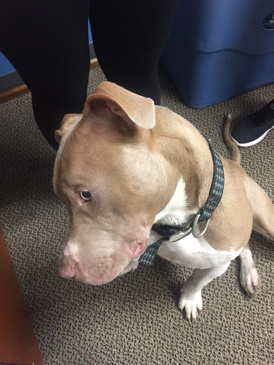 struttersroyals's tweet photo. Found dog in Forney. https://t.co/nit2LEjHEp