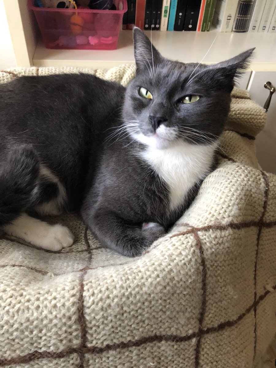 E ora si guarda <a href="/DonMatteoRai/">Don Matteo</a> Voglio fare il #gatto della caserma dei carabinieri con tante fusa al maresciallo Cecchini <a href="/ninofrassicaoff/">NinoFrassicaOfficial</a> ❤️ <a href="/RaiPlay/">RaiPlay</a> <a href="/Raiofficialnews/">Rai</a> <a href="/RaiUno/">Rai1</a>