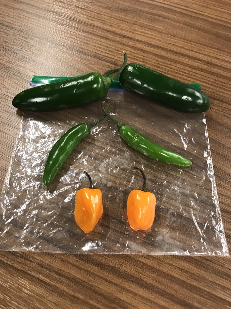 Skillsy75's tweet image. The ones that are medium are not so medium. Dang! #ALSPepperChallenge