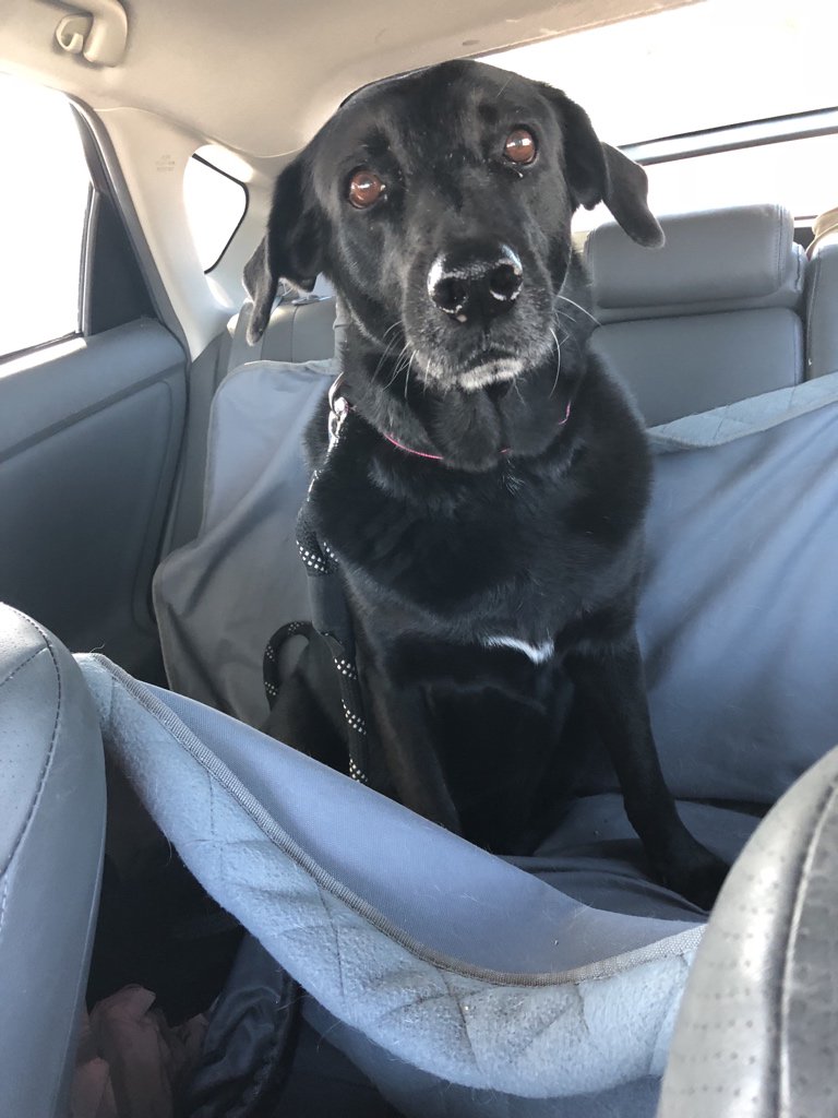 FLKeysLabRescue's tweet photo. Hai! I’m Lucy!! I’m headed to my new foster home in Key Largo! I’m hoping I will find a new furever home soon! #FLKeys #adoptdontshop #fosterlab #labrescue #lrrof https://t.co/OxrJYma0HT