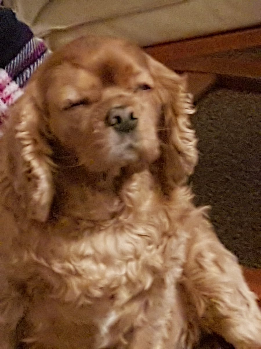 clairej4784's tweet image. The look when youre enjoying a back scratch @GaryBarlow xxx 😂😂😍😍🐶🐶
@Barnzy1984
#Alfie #BackScratch