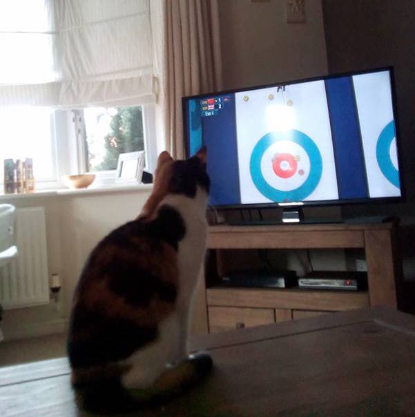 mrs_eade's tweet photo. @bbcgetinspired 

Cat-ivated by curling! 
#catslovecurling #bbcolympics  #todayatthegames https://t.co/vuPOtgrii0