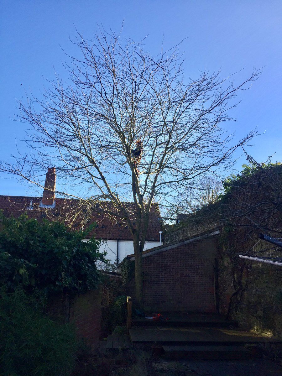 Haine Tree Services tweet media