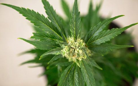 CannaExpoCA's tweet image. What Are Cannabis Flavonoids and What Do They Do? buff.ly/2HhtcgQ