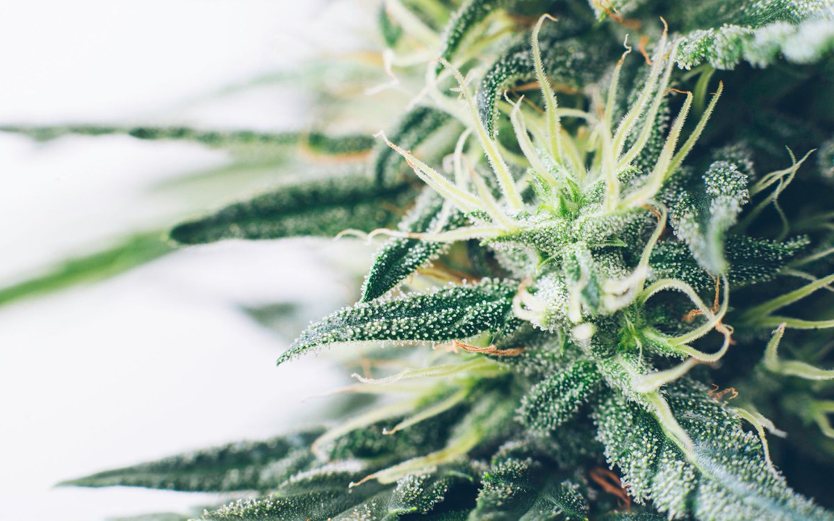 CannaExpoCA's tweet image. What Are Cannabis Flavonoids and What Do They Do? buff.ly/2HhtcgQ