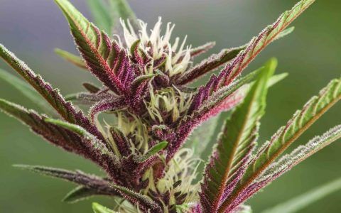 CannaExpoCA's tweet image. What Are Cannabis Flavonoids and What Do They Do? buff.ly/2HhtcgQ