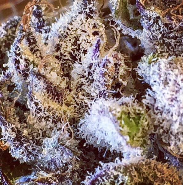 Check out R sister page on Instagram instagram.com/c4.farms/?hl=en #weedporn #weeddaily #stoner #onestephigher #local #igdaily #beautiful #plant #marijuana #marijuanamovement #bcbud #pot #weedstagram #chronic #kronic #high #edibles #thc #thccrystals #shatter #bud #bestinbc #dispensary