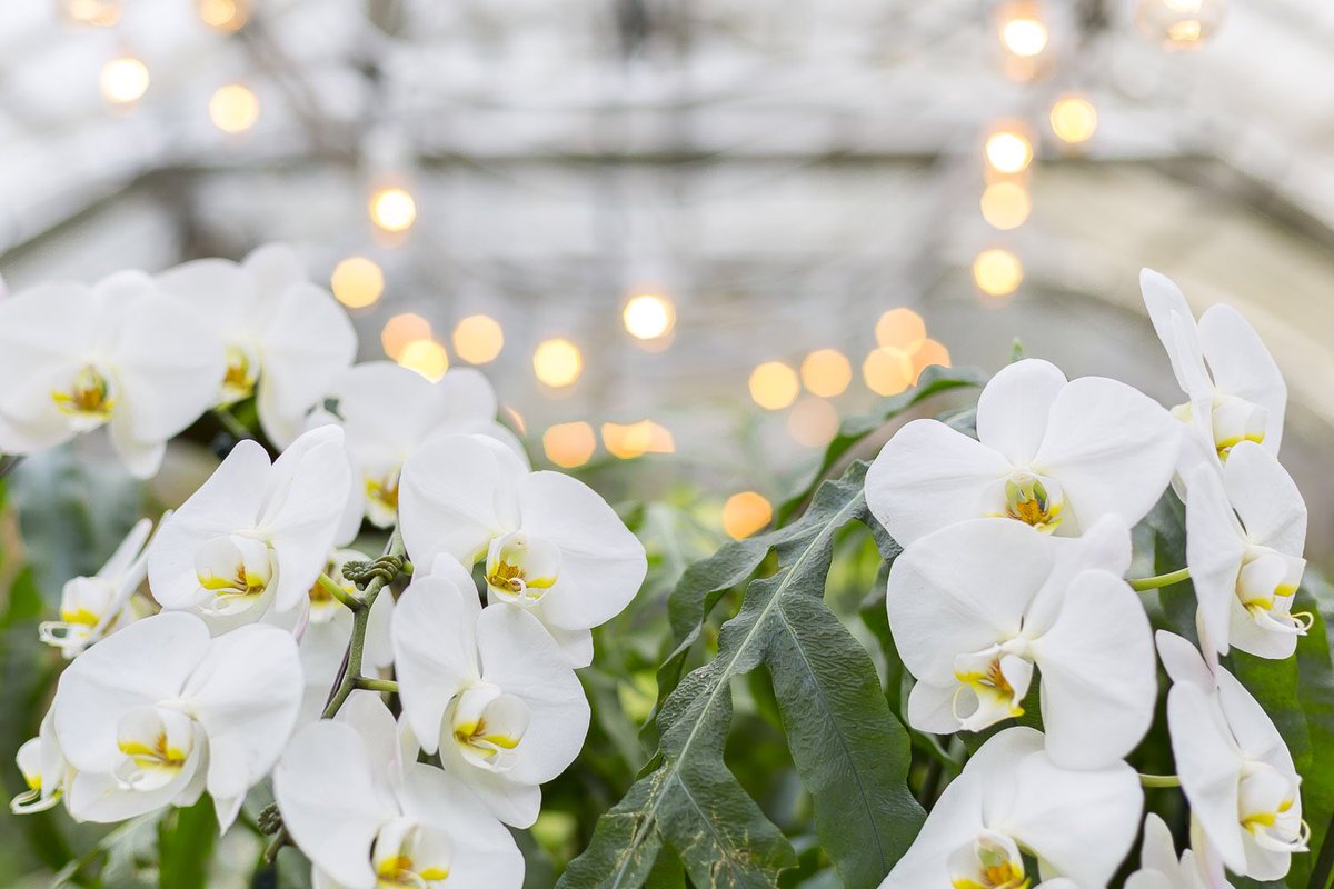 Rainy weather have you feeling down? We have something to help with that 😉 

#Orchids open now through March 4. #DiscoverNewfields 

discovernewfields.org/calendar/orchi…