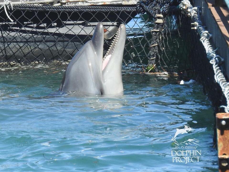asmithruby's tweet photo. 野生のイルカは、人間を守ってくれることもある、優しくて聡明な動物なのに、人間はイルカを苛めているのですね…。
哀しいです。
Wild dolphins can protect humans,be gentle and smart animals, and humans are bullying dolphins, it’s sad #thecove #dolphinproject #Taiji #dolphinangels # https://t.co/9GlVVbKVvG