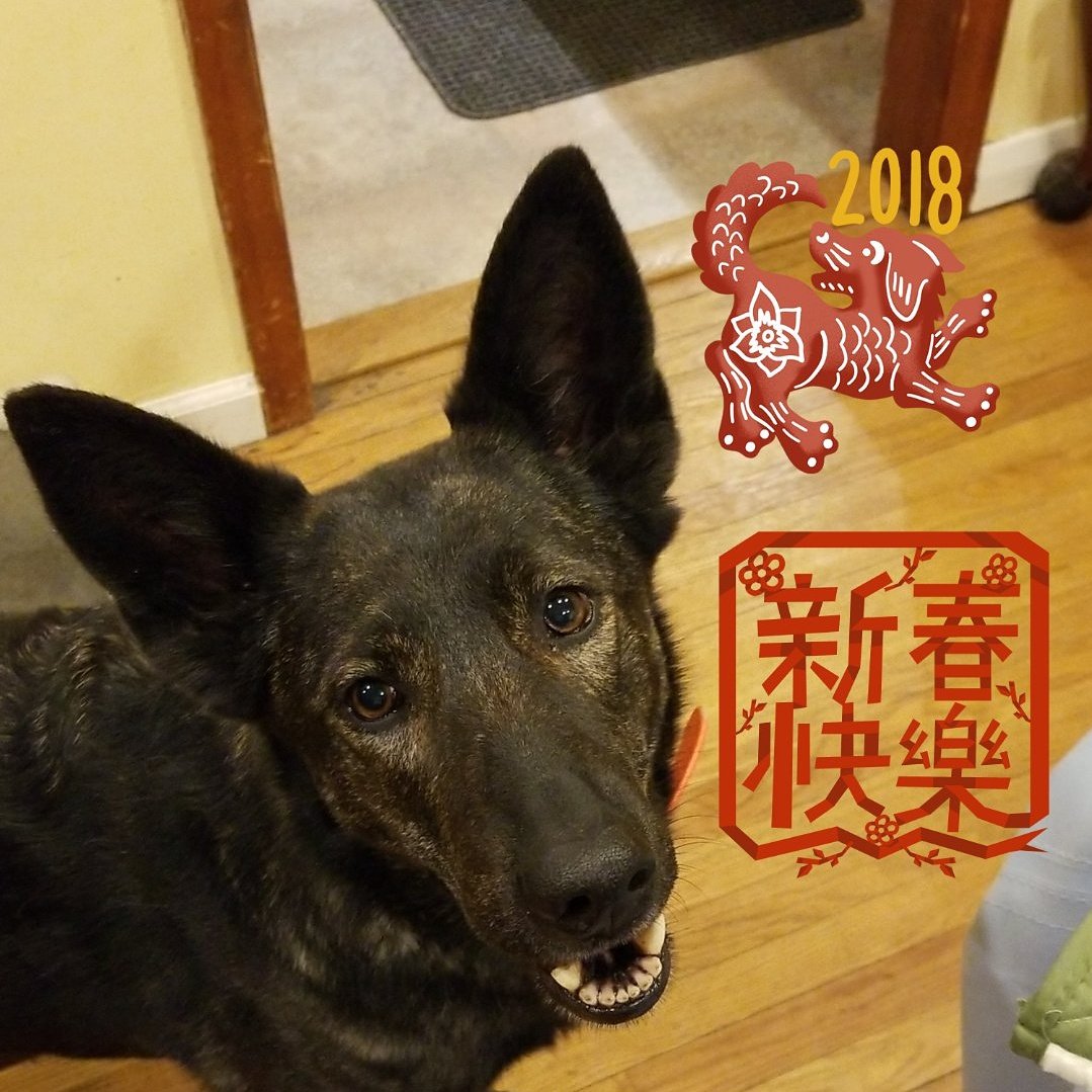 BushidoK9's tweet photo. Wishing everyone a heathly &amp; prosperous Lunar New Year!  #YearOfTheDog #LunarNewYear #k9unlimited #bushidok9 #dogs https://t.co/Wz1inMQzov