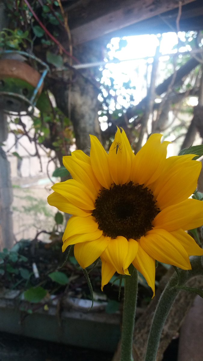 JhoMunity15's tweet photo. Goodmorning 🌻 https://t.co/7hGS2R4bhZ